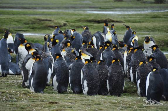 Salisbury Plain, na Geórgia do Sul, a 2a maior colônia de pinguins rei do mundo!
